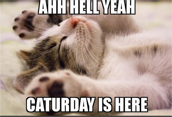 caturday majorgeeks.jpg